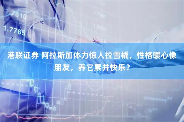 港联证券 阿拉斯加体力惊人拉雪橇，性格暖心像朋友，养它累并快乐？