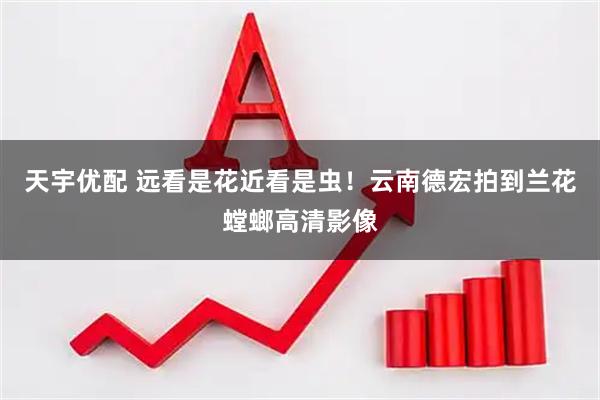 天宇优配 远看是花近看是虫！云南德宏拍到兰花螳螂高清影像